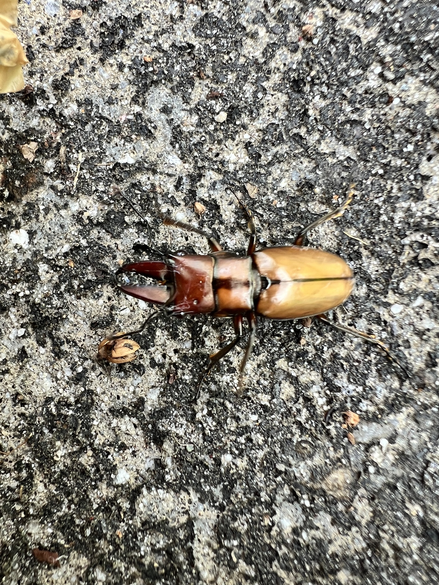 阿萨姆环锹甲指名亚种 (Cyclommatinus assamensis assamensis)