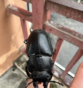 西光胫锹甲 (Odontolabis siva)