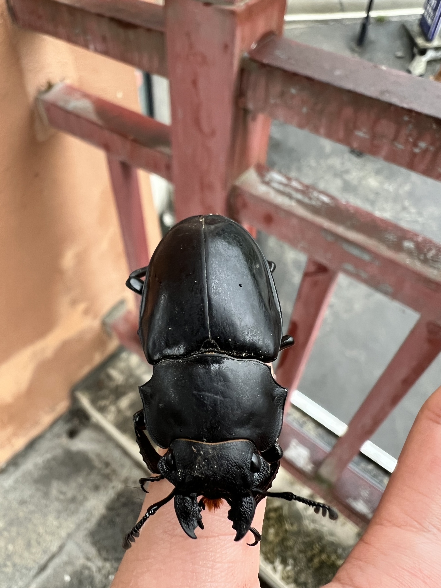 西光胫锹甲 (Odontolabis siva)