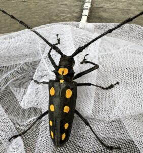 芒果白条天牛 (Batocera roylii)