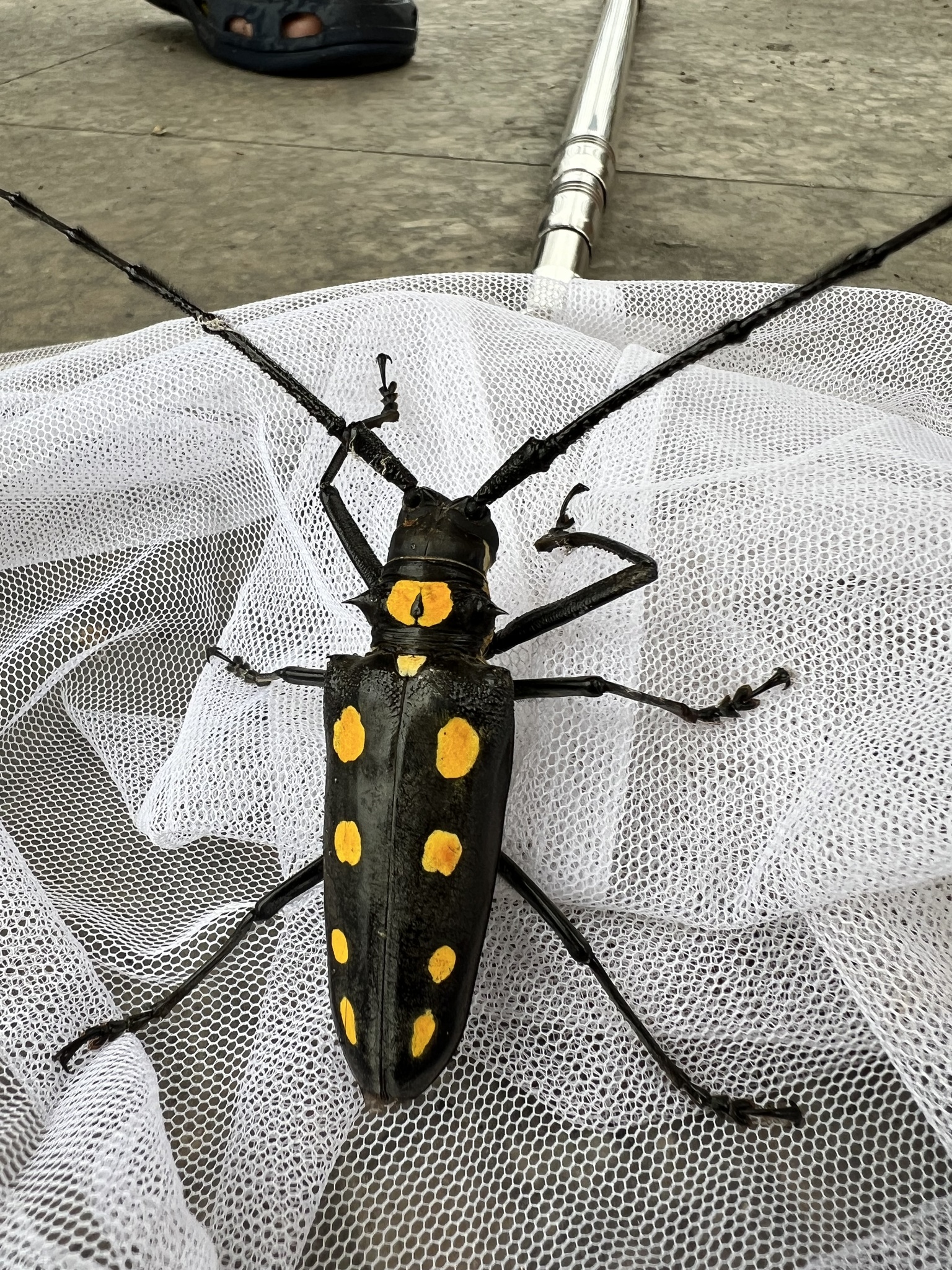 Batocera roylii photograph