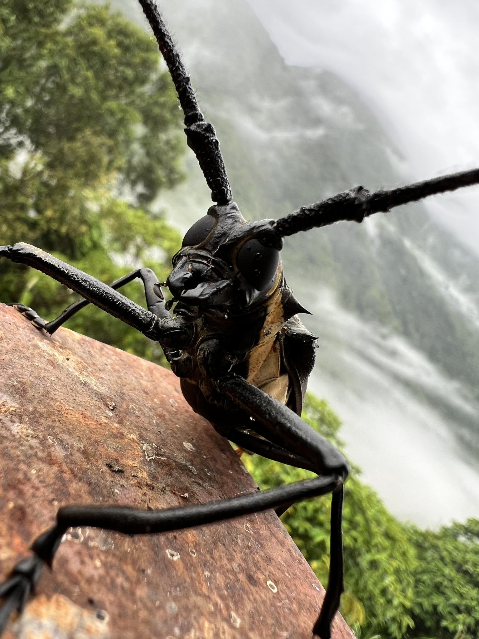 Batocera roylii photograph