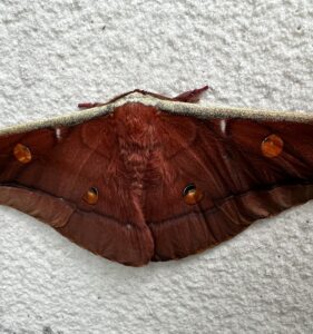 红目天蚕蛾 (Antheraea formosana)