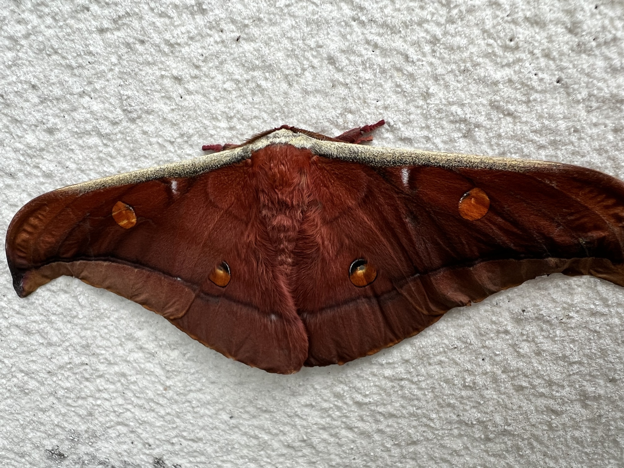 Antheraea formosana photograph