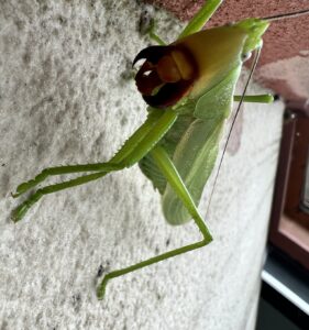 荣华拟矛螽 (Pseudorhynchus nobilis)