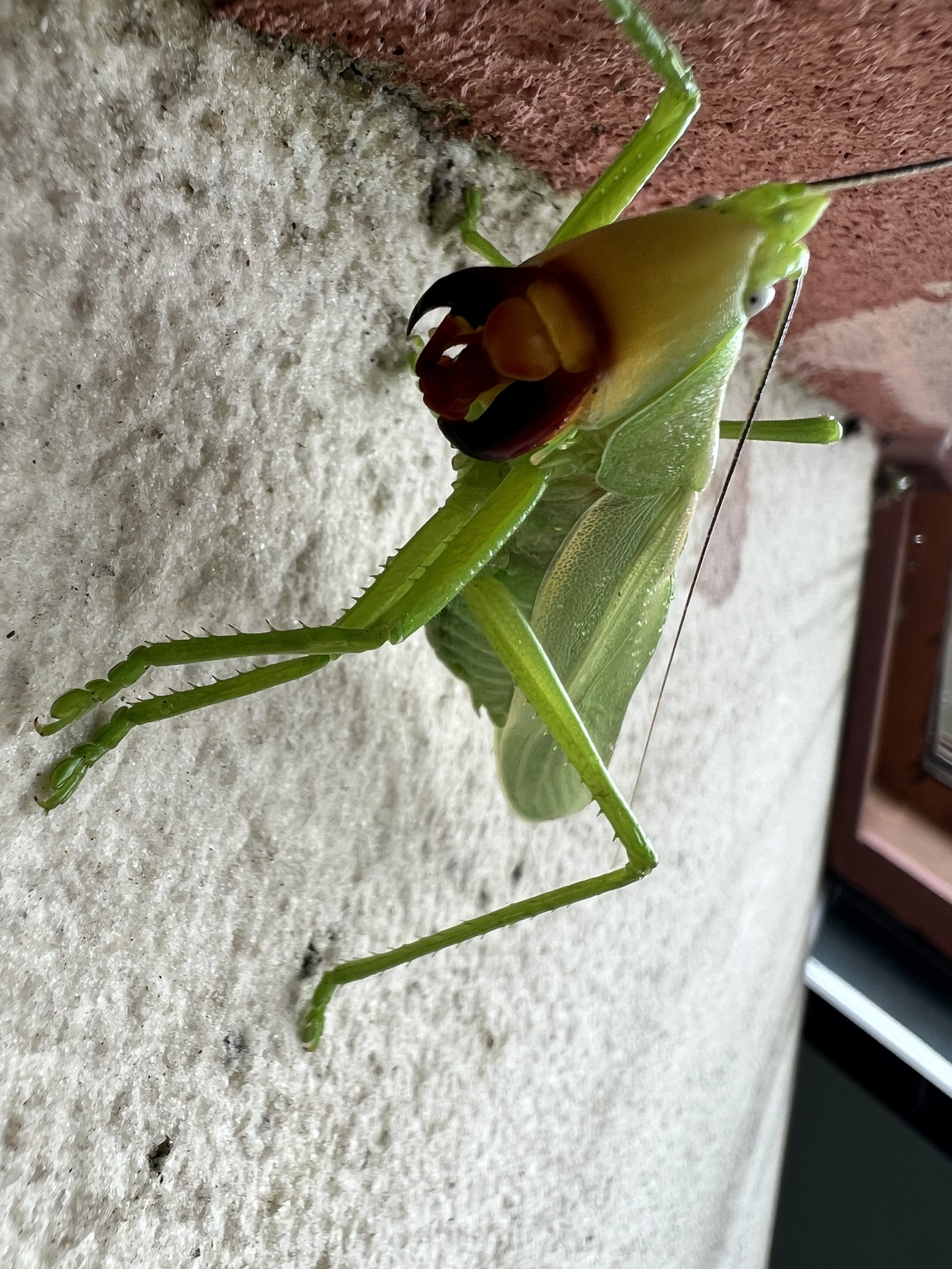 Pseudorhynchus nobilis photograph