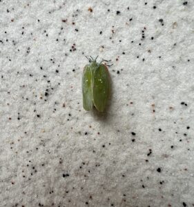 丽纹蛾蜡蝉 (Flatida marginella)