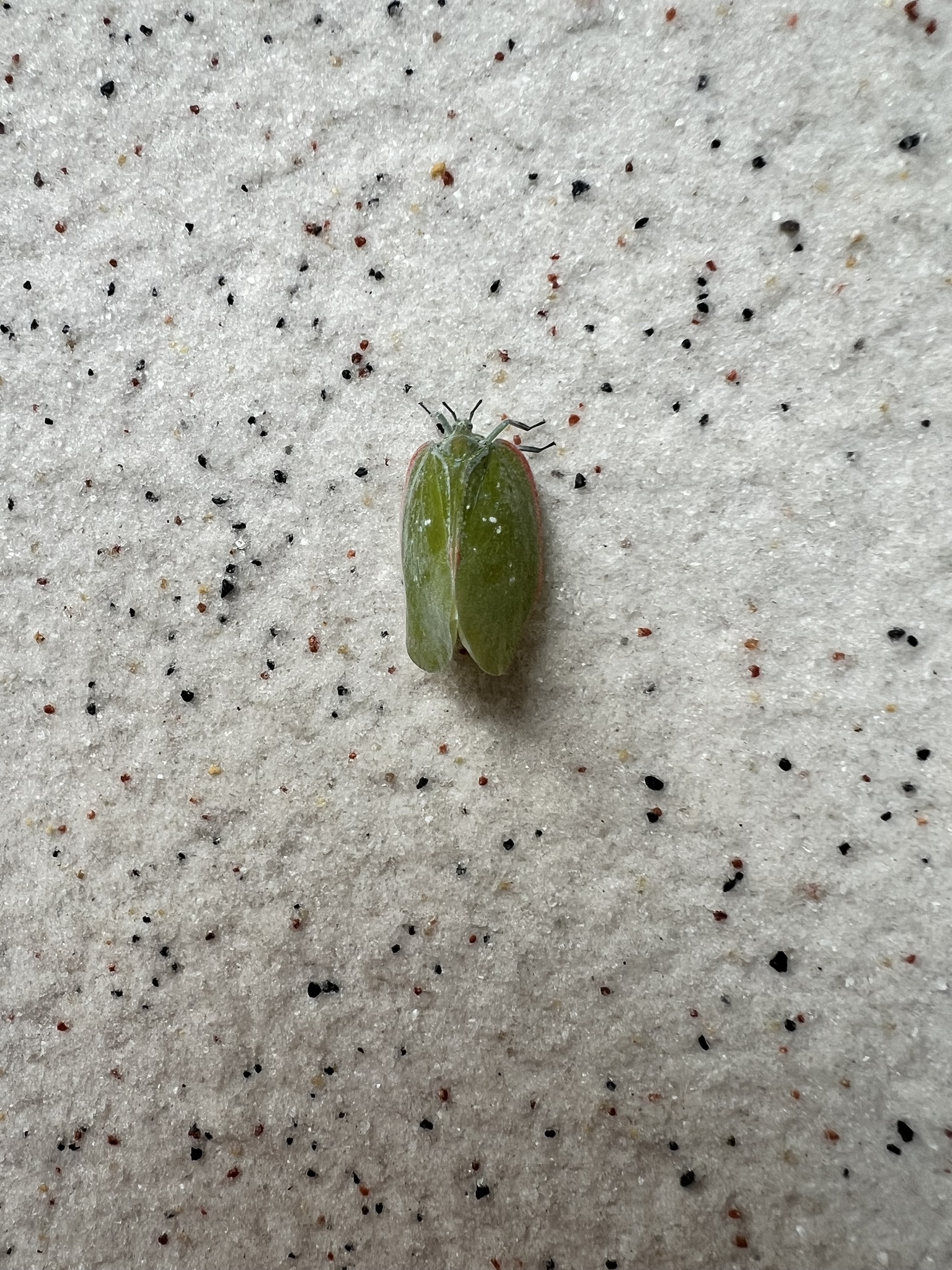 Flatida marginella photograph