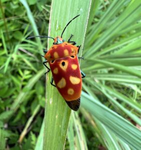 角盾蝽 (Cantao ocellatus)