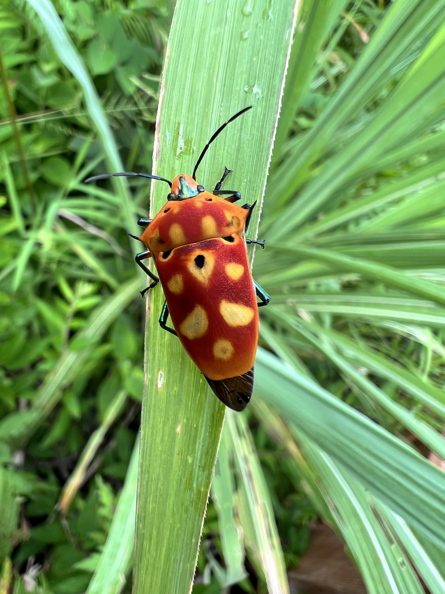 角盾蝽 (Cantao ocellatus)