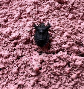 短线鳖蝽 (Rolstoniellus malacanicus)