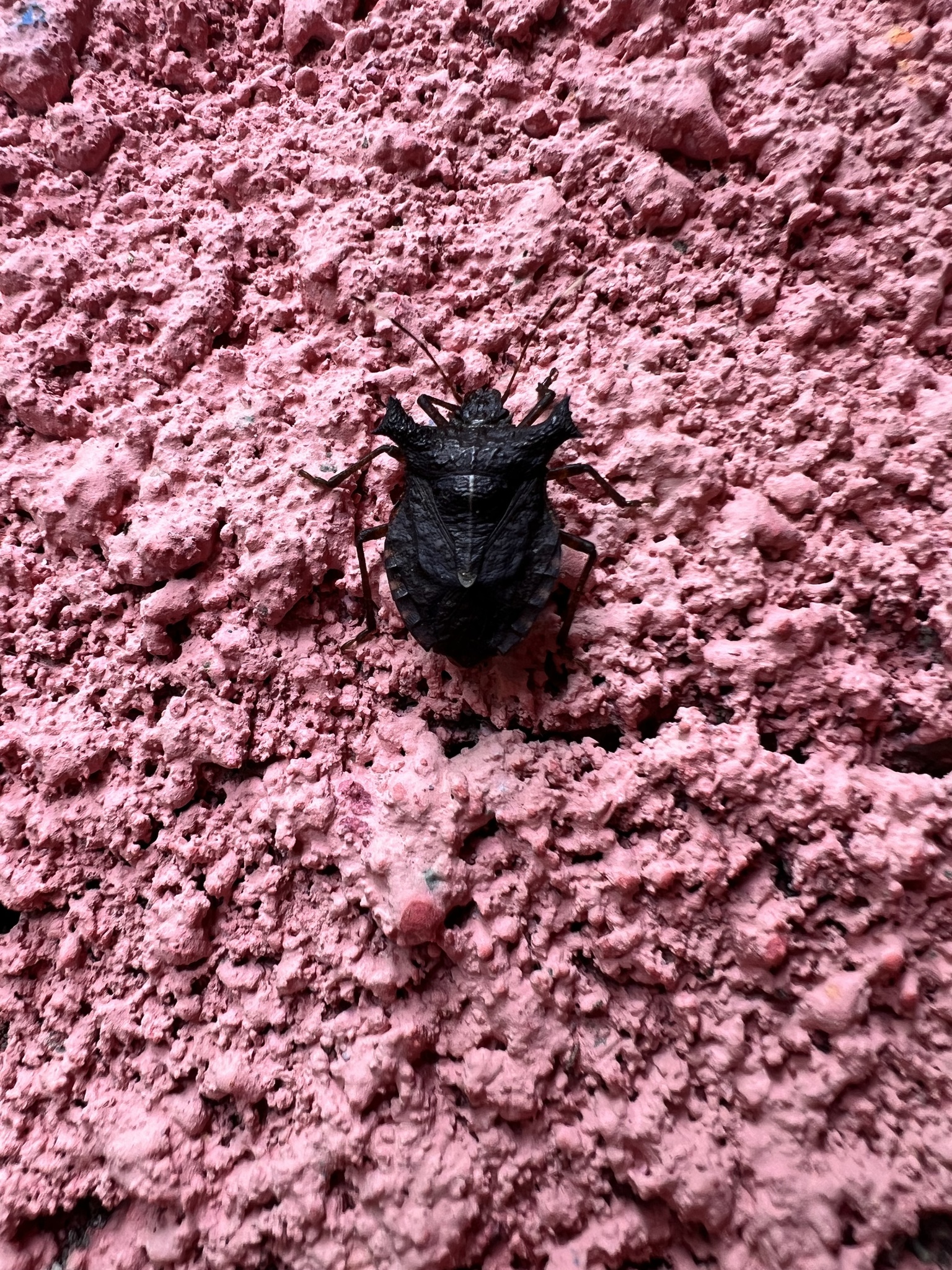 Rolstoniellus malacanicus photograph