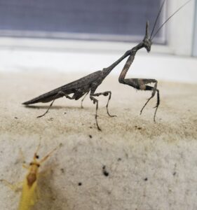 陕西屏顶螳 (Phyllothelys shaanxiense)