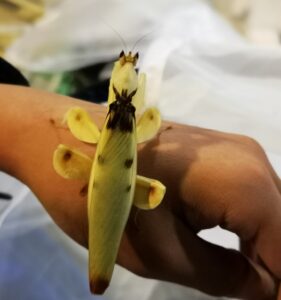 Orchid Mantis (Hymenopus coronatus)