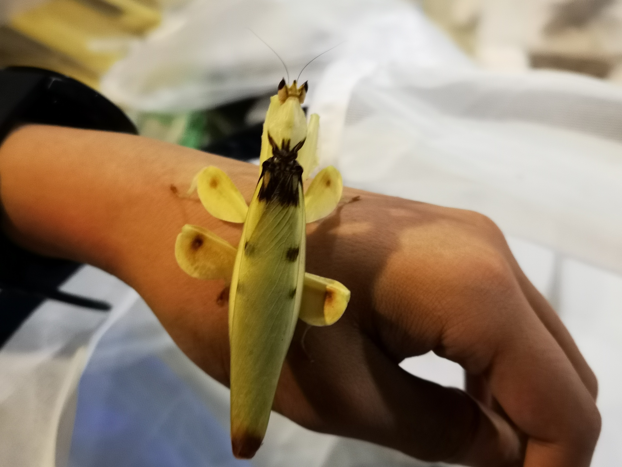 Hymenopus coronatus photograph
