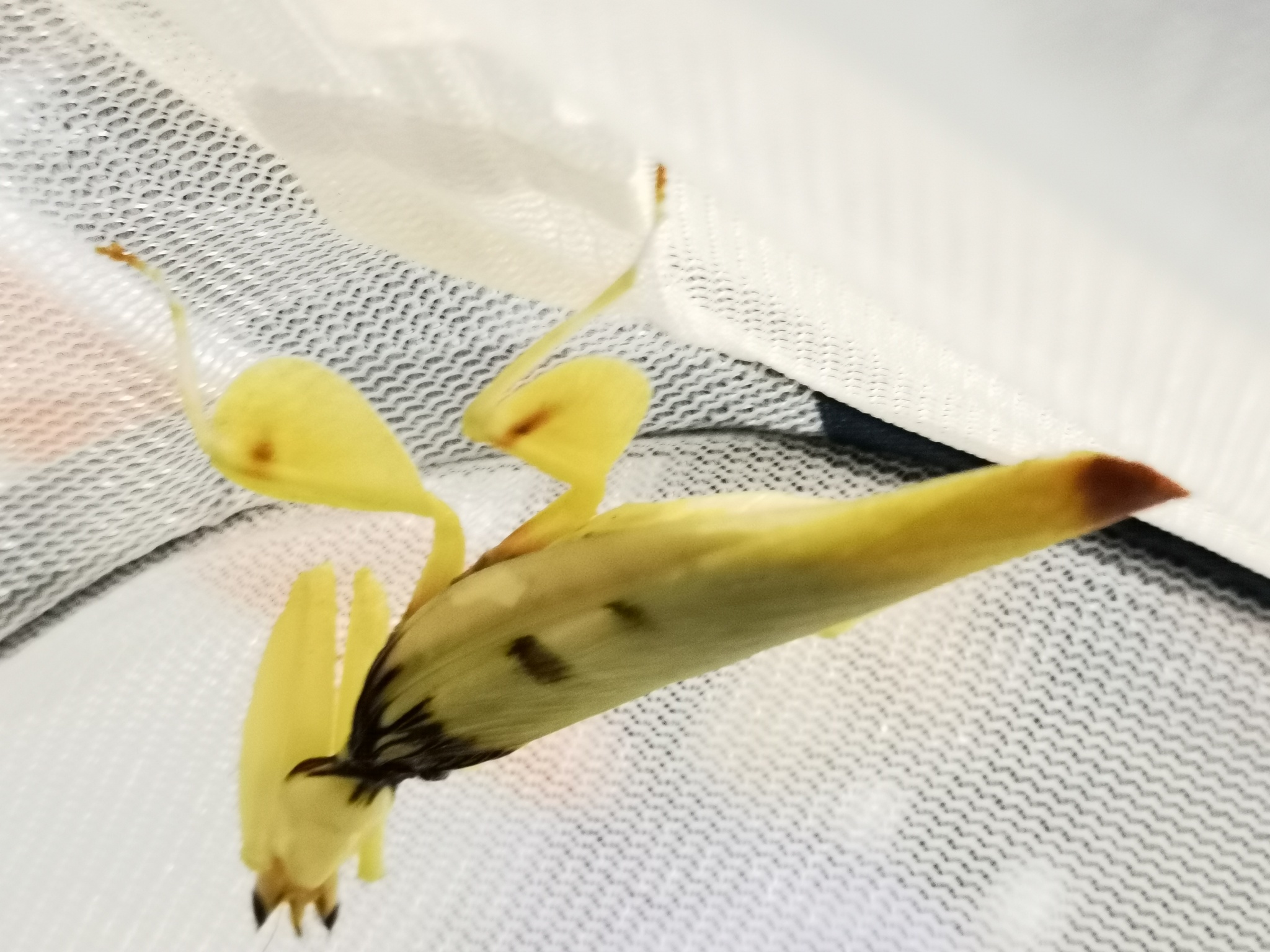 Hymenopus coronatus photograph