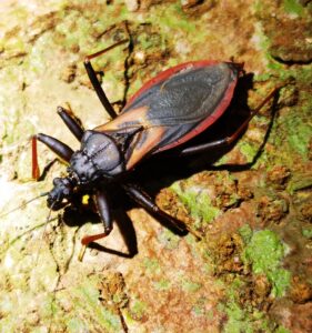 斑翅委猎蝽 (Velitra melanomeris)