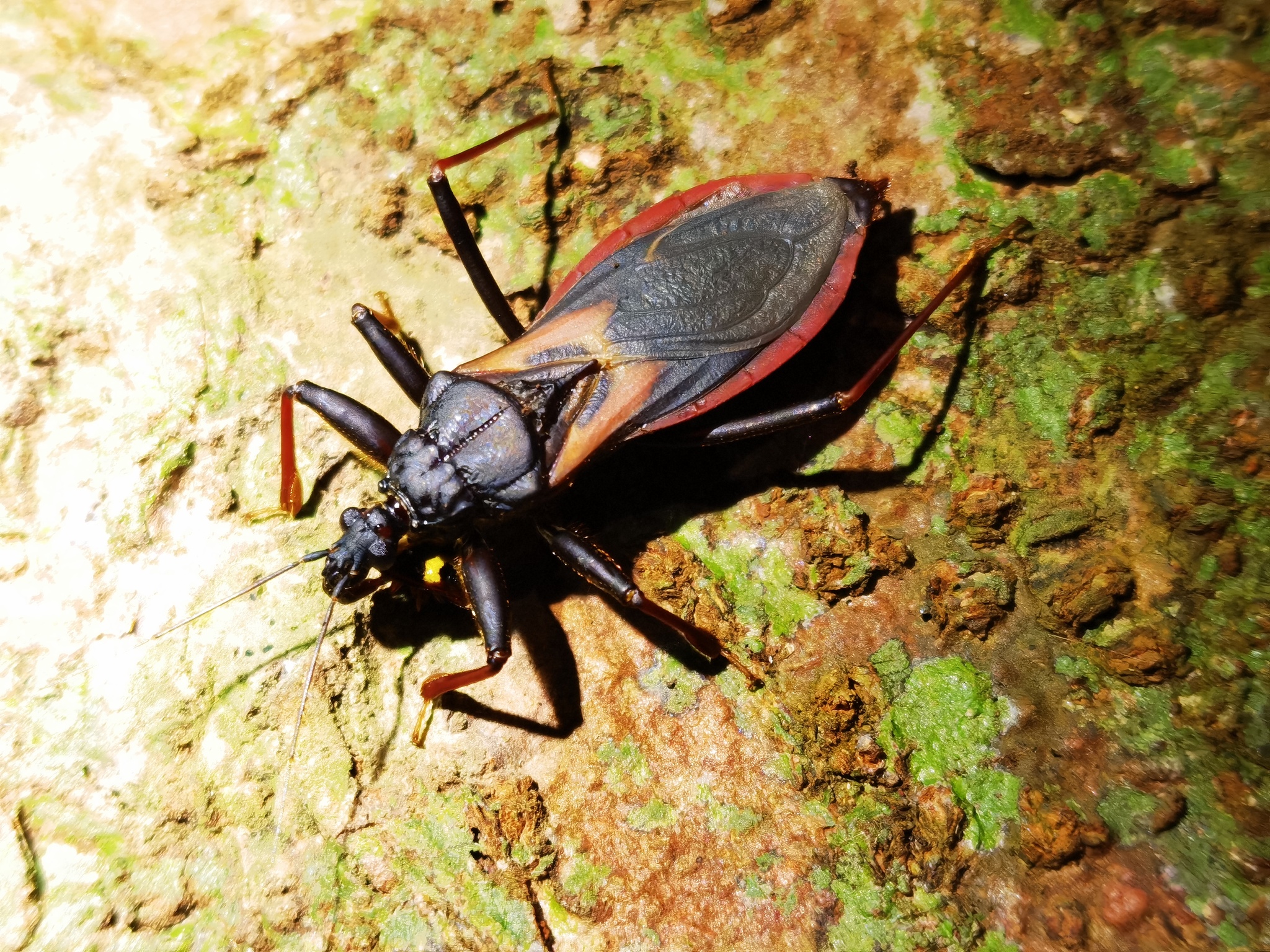 Velitra melanomeris photograph
