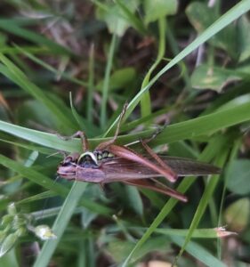 Roesel’s Bush-cricket (Roeseliana roeselii)