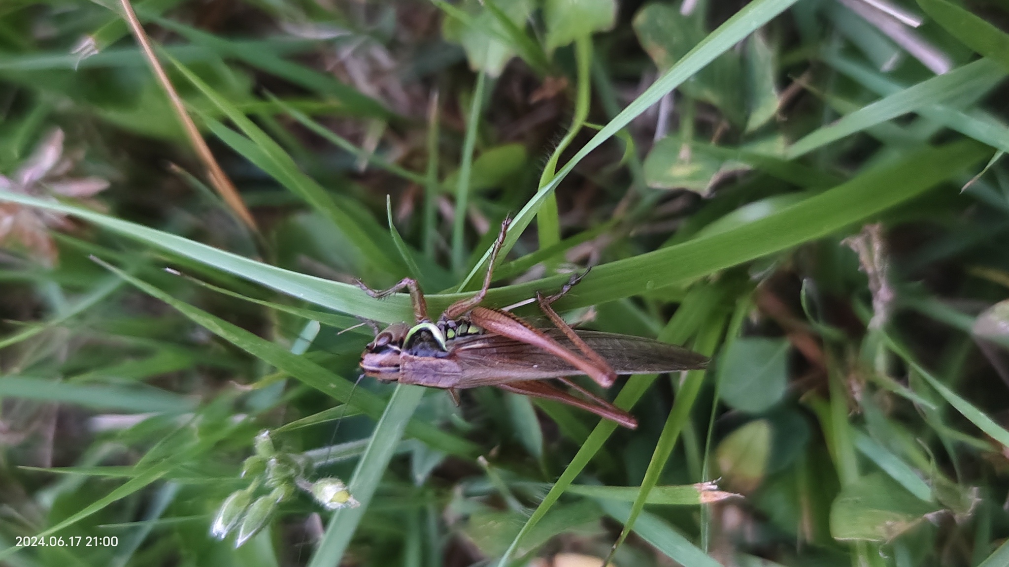 Roesel’s Bush-cricket (Roeseliana roeselii)