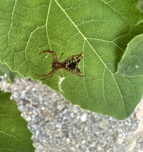 Arrow-shaped Orbweaver (Micrathena sagittata)