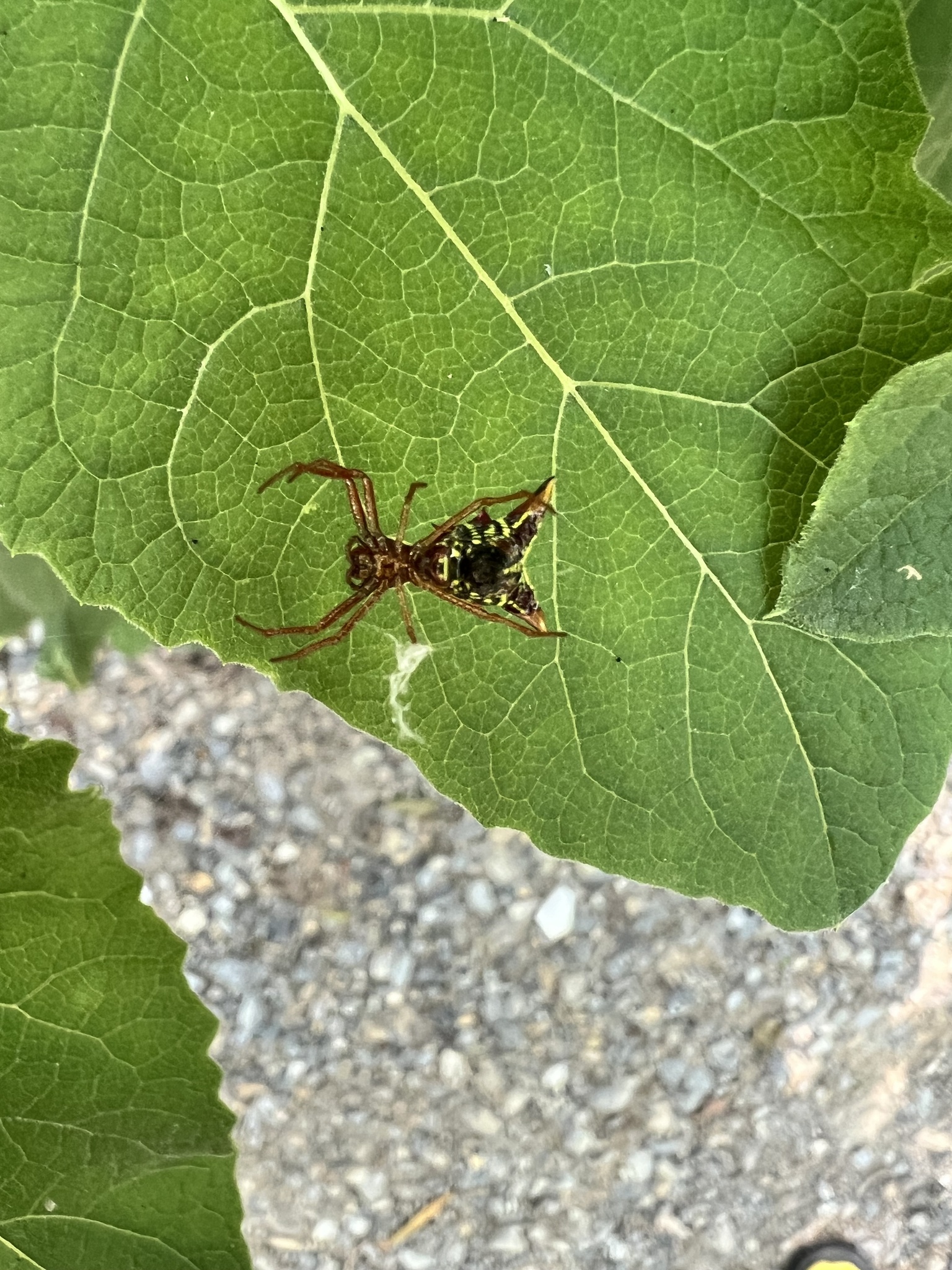 Arrow-shaped Orbweaver (Micrathena sagittata)