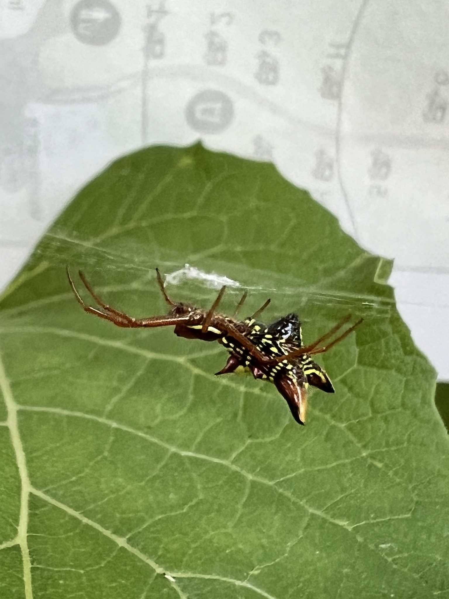 Micrathena sagittata photograph