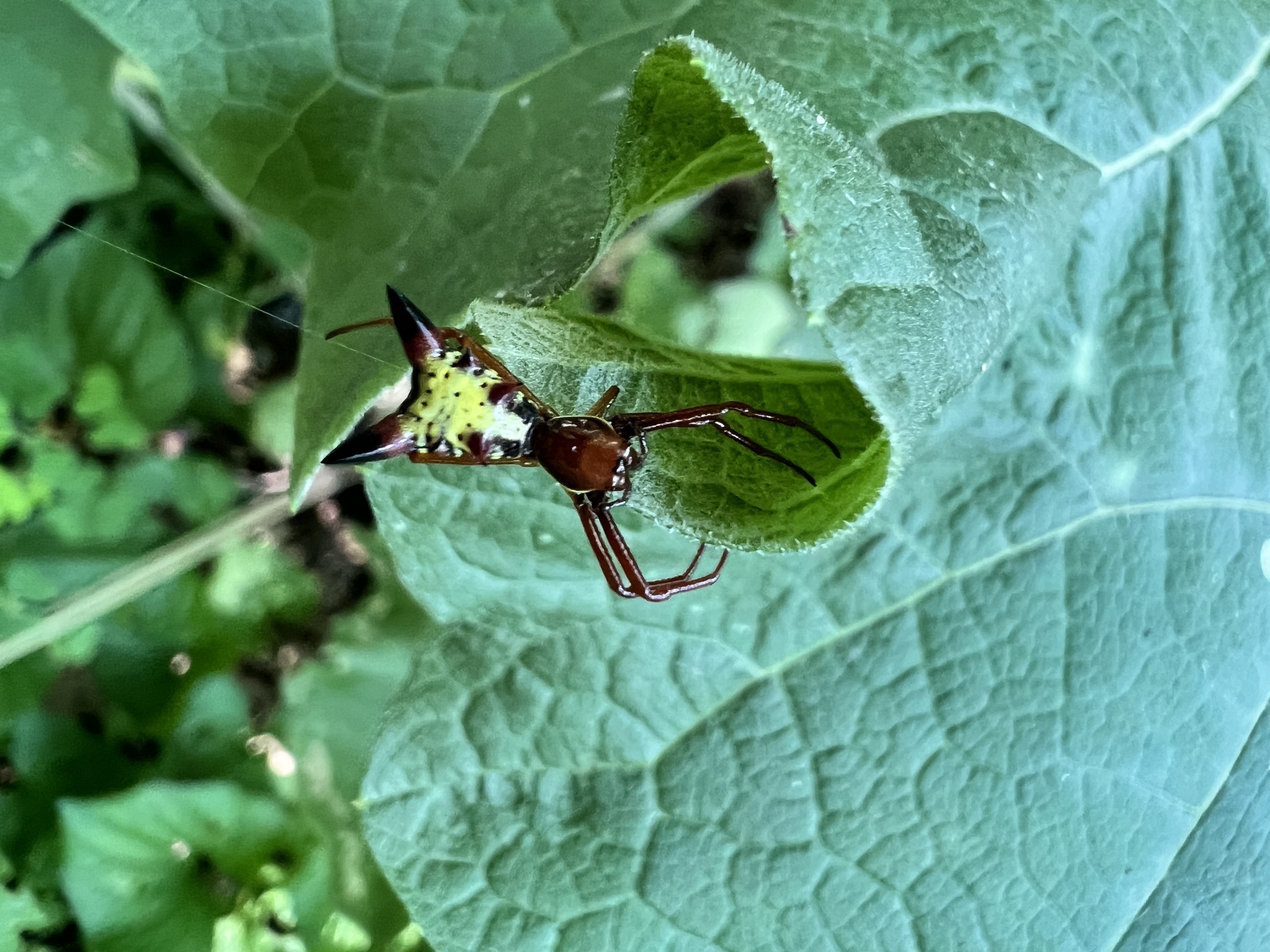 Micrathena sagittata photograph