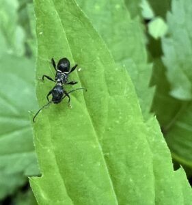 Euderces picipes