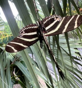 Hispaniolan Zebra Longwing (Heliconius charithonia churchi)