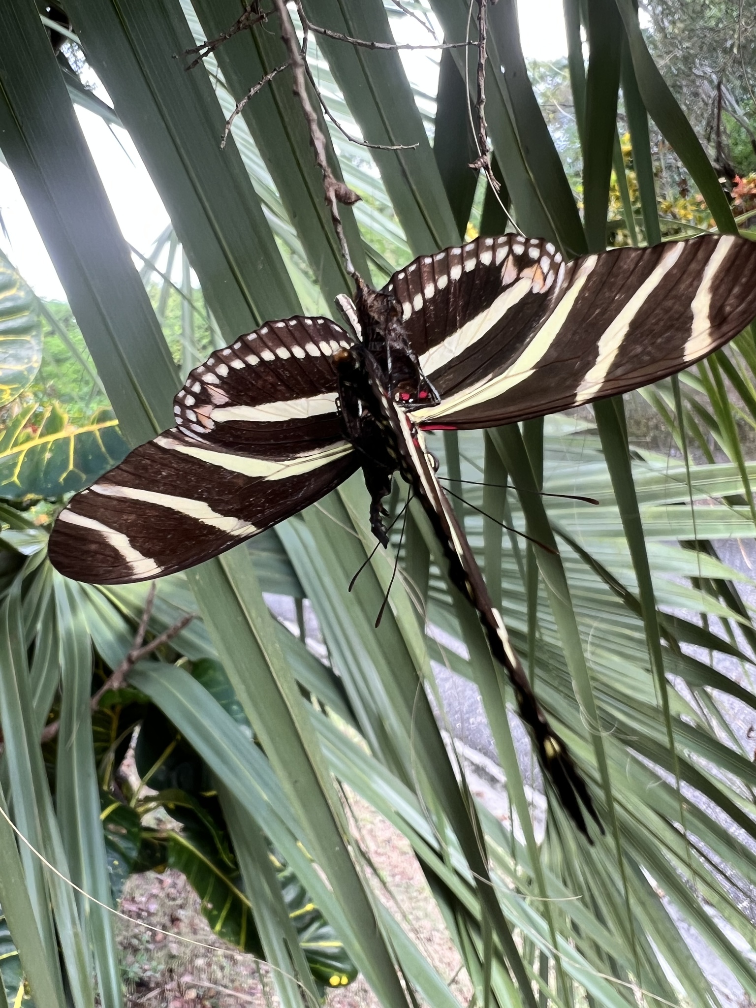 Heliconius charithonia churchi photograph
