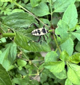 Acanthocerus cruciger