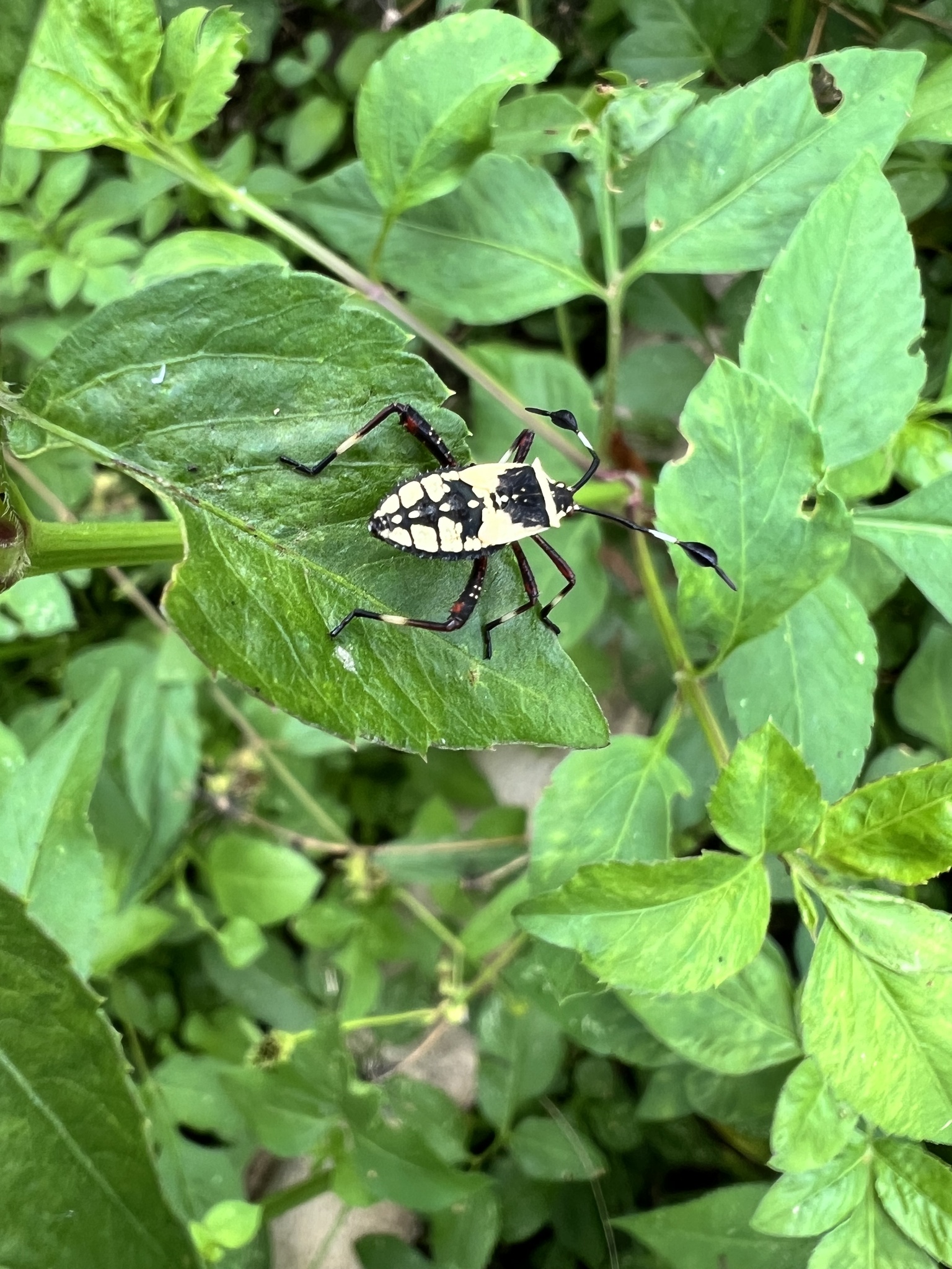 Acanthocerus cruciger photograph