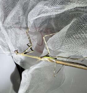 Antillean Mantis (Isomantis domingensis)