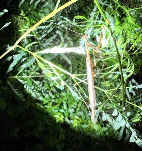 Musonia remota