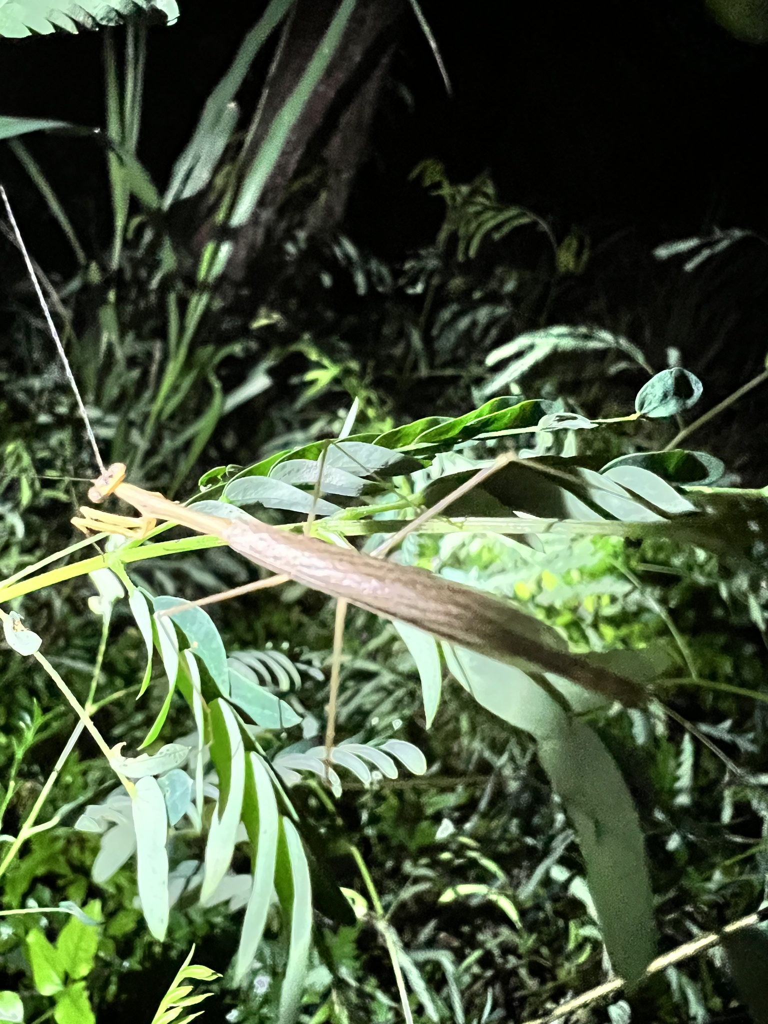Musonia remota photograph