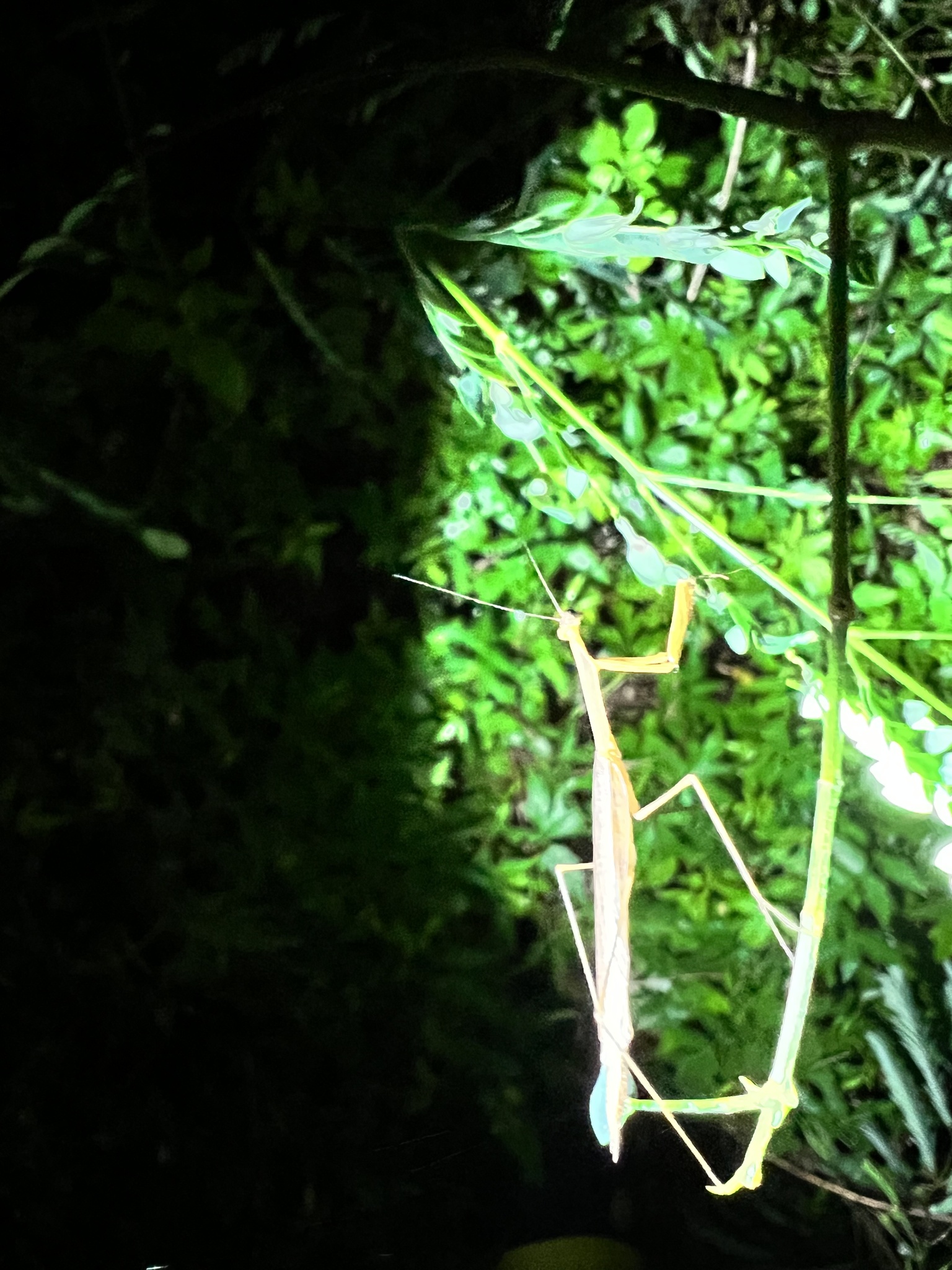 Musonia remota photograph
