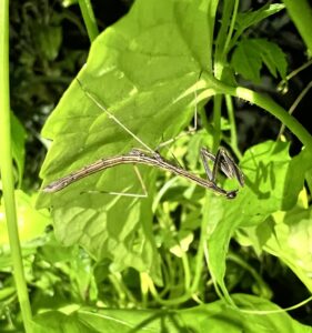 Musonia remota