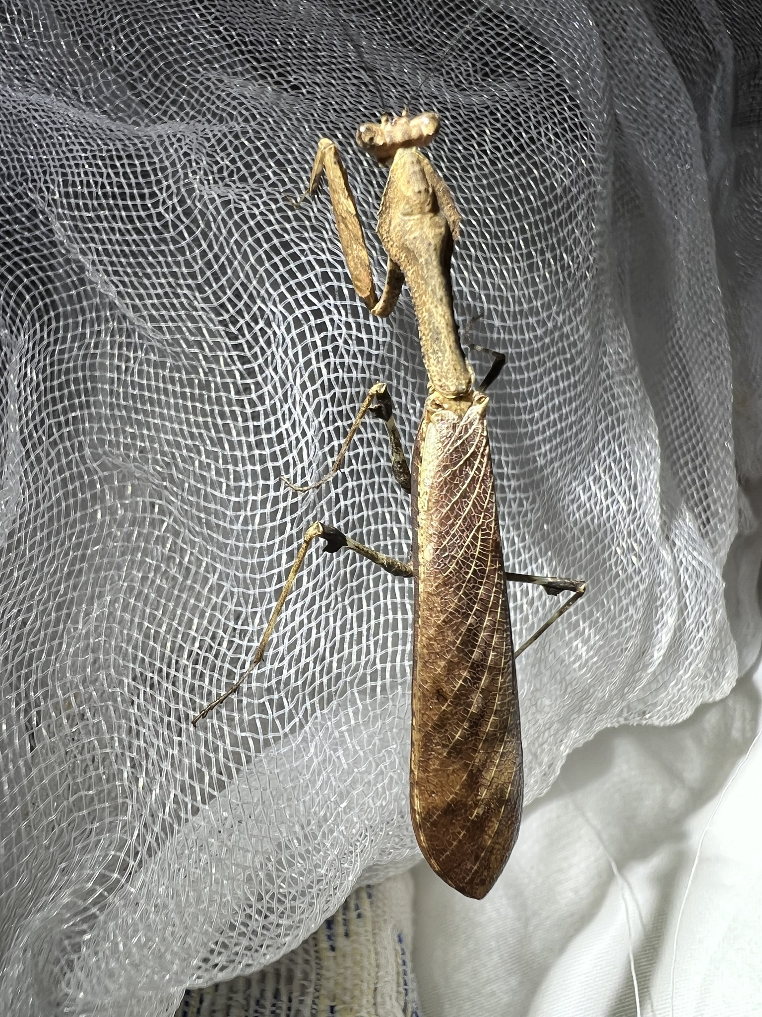 Epaphrodita mantis photograph