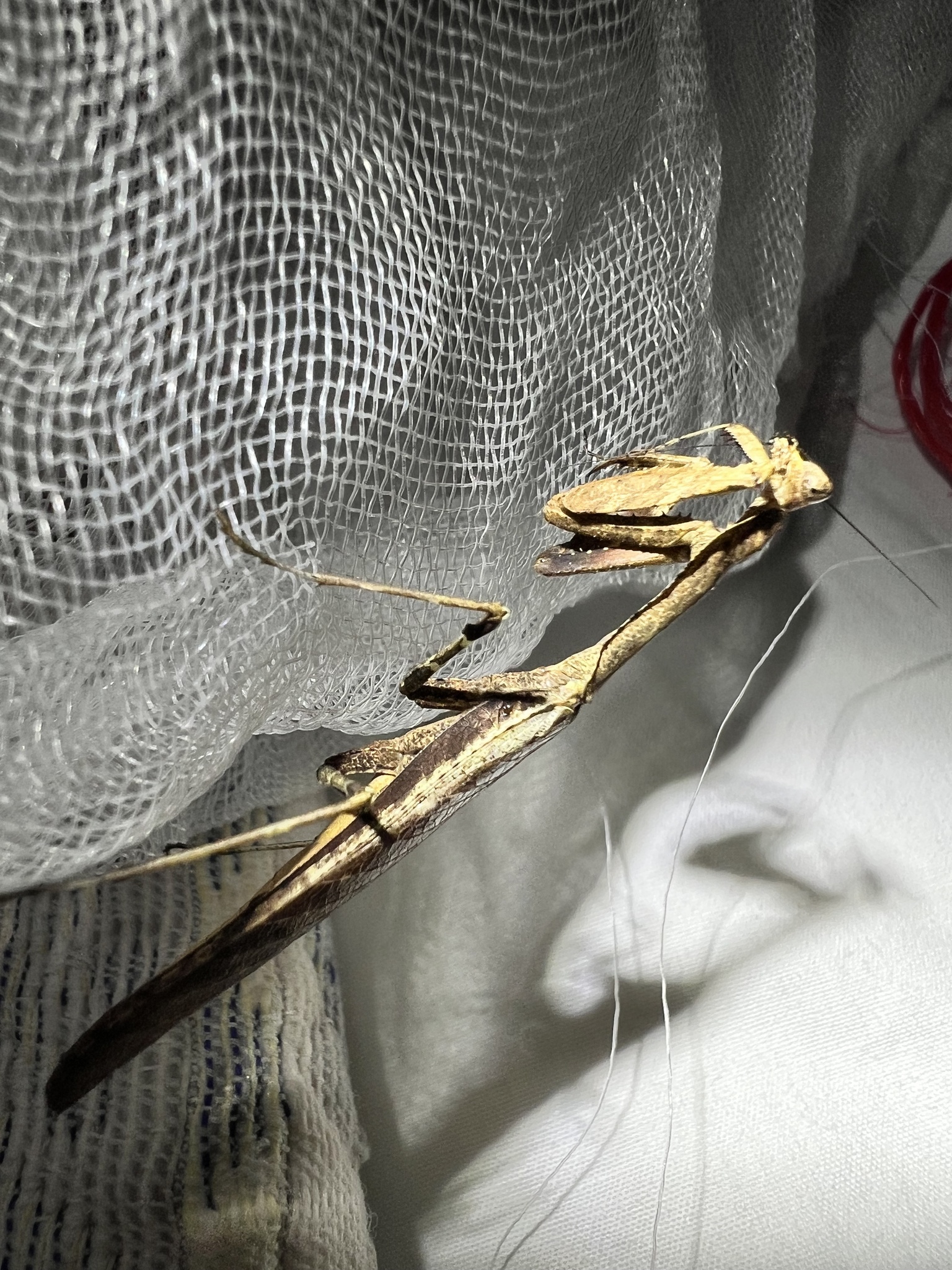 Epaphrodita mantis photograph