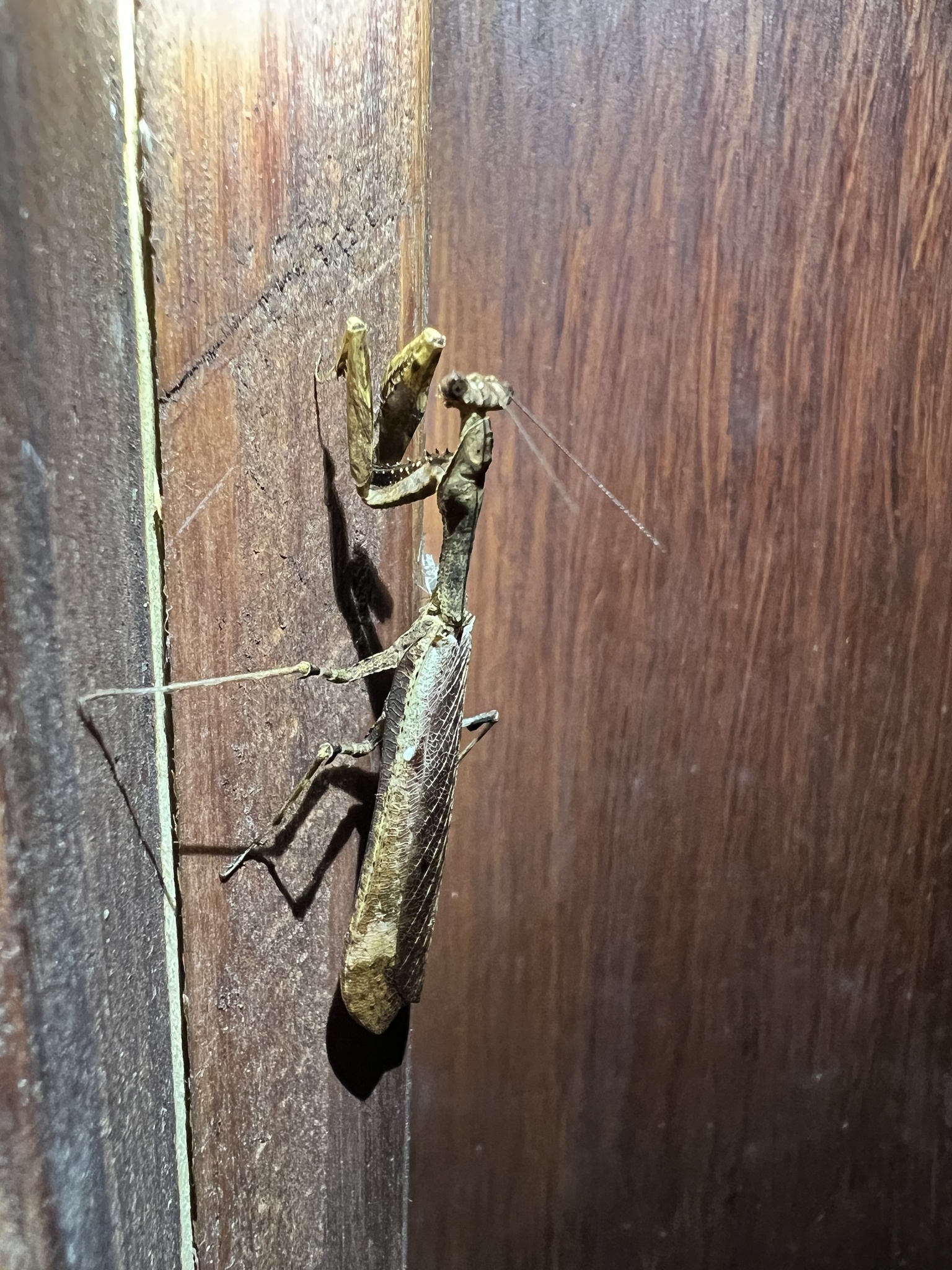 Epaphrodita mantis photograph
