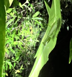 Callimantis antillarum