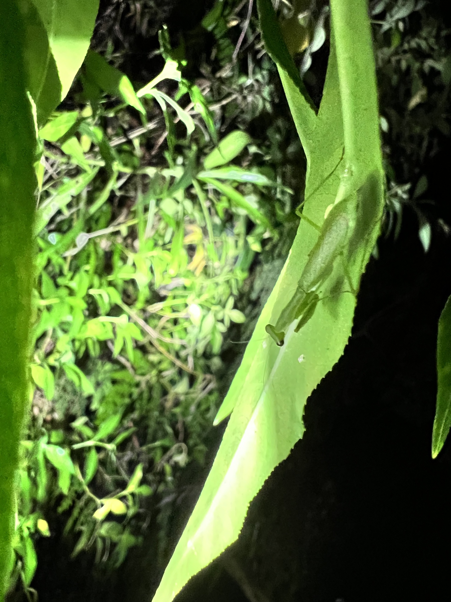 Callimantis antillarum photograph
