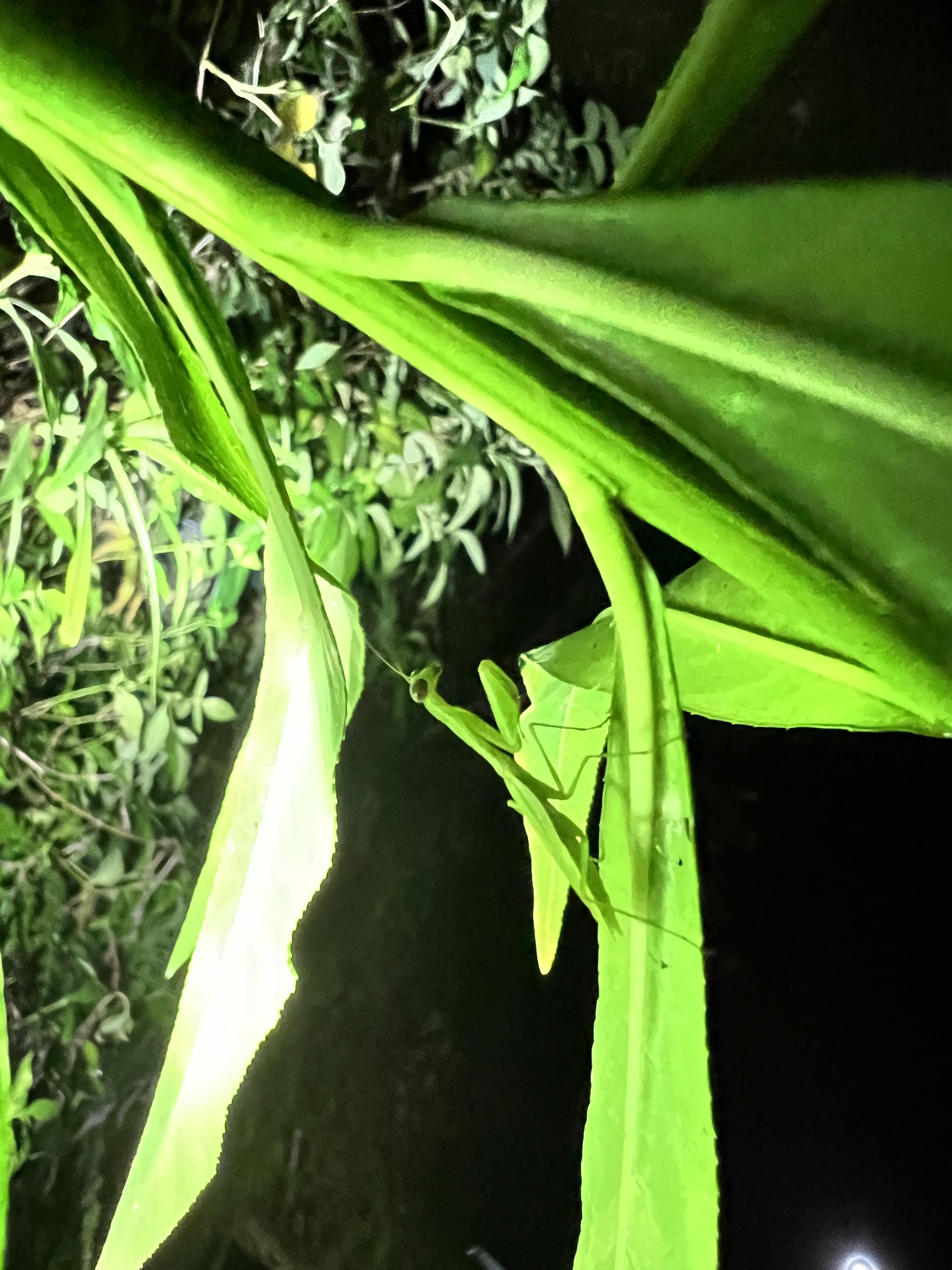 Callimantis antillarum photograph