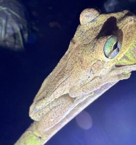 Hispaniolan Common Tree Frog (Osteopilus dominicensis)