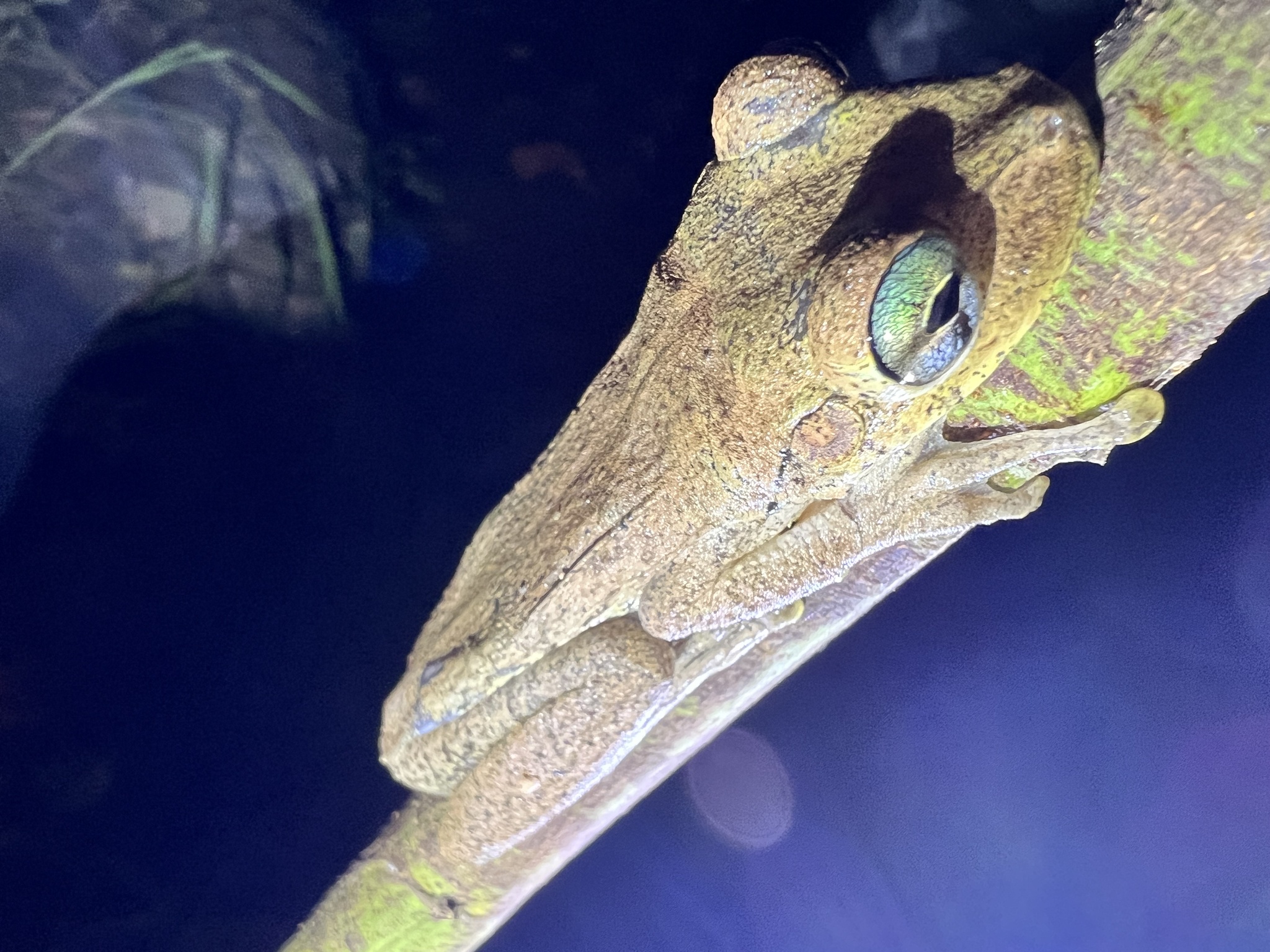 Hispaniolan Common Tree Frog photograph