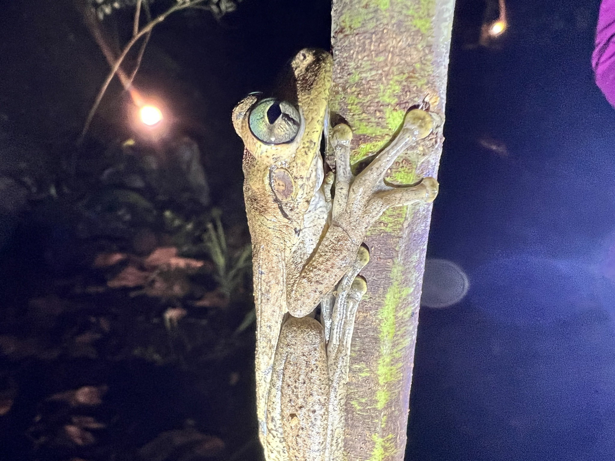 Hispaniolan Common Tree Frog photograph
