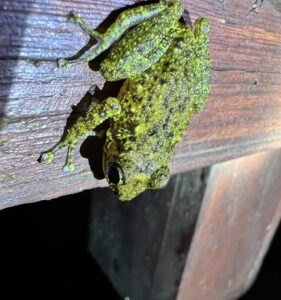 Yellow Split-Toed Frog (Eleutherodactylus flavescens)