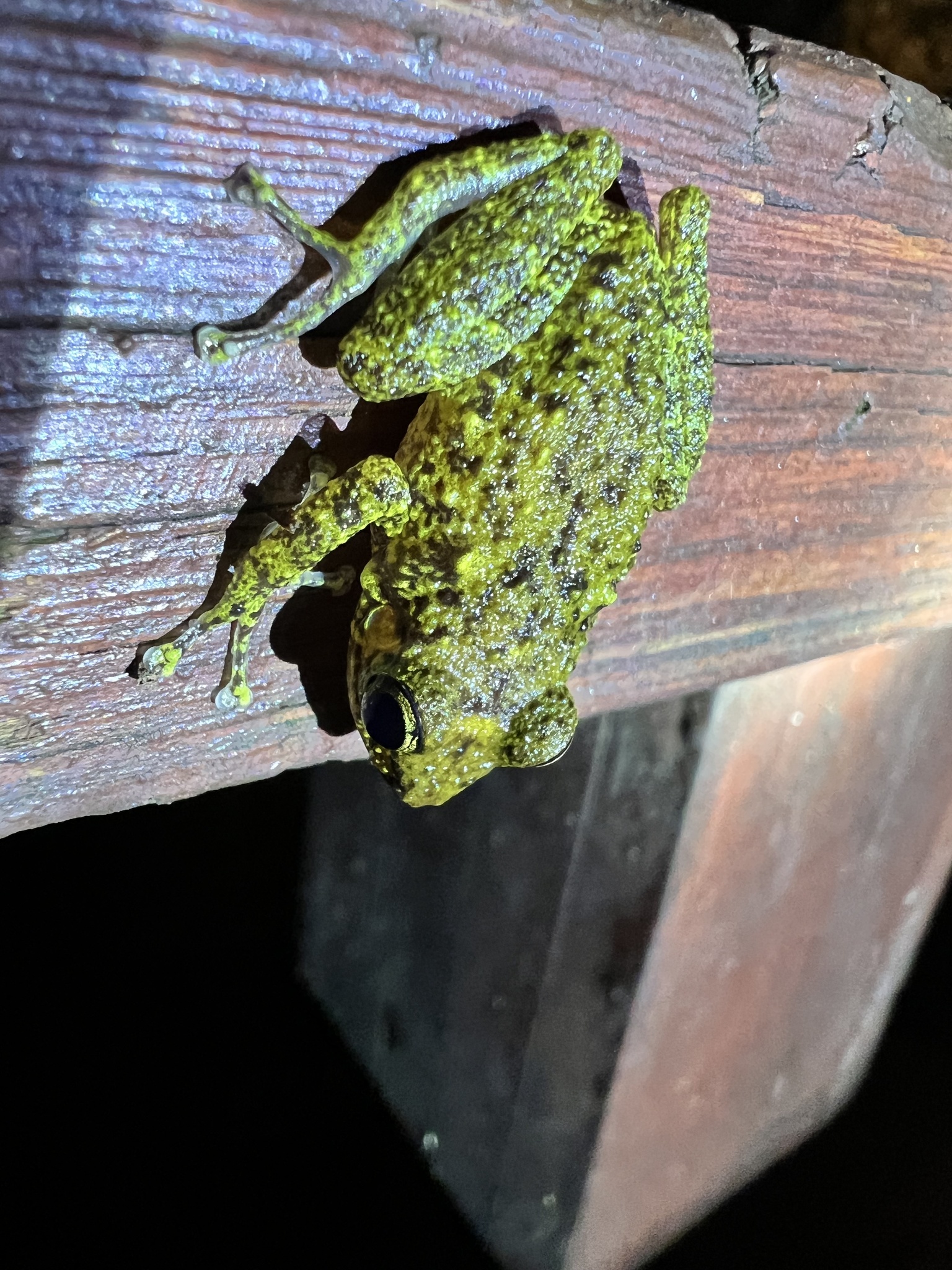 Yellow Split-Toed Frog (Eleutherodactylus flavescens)