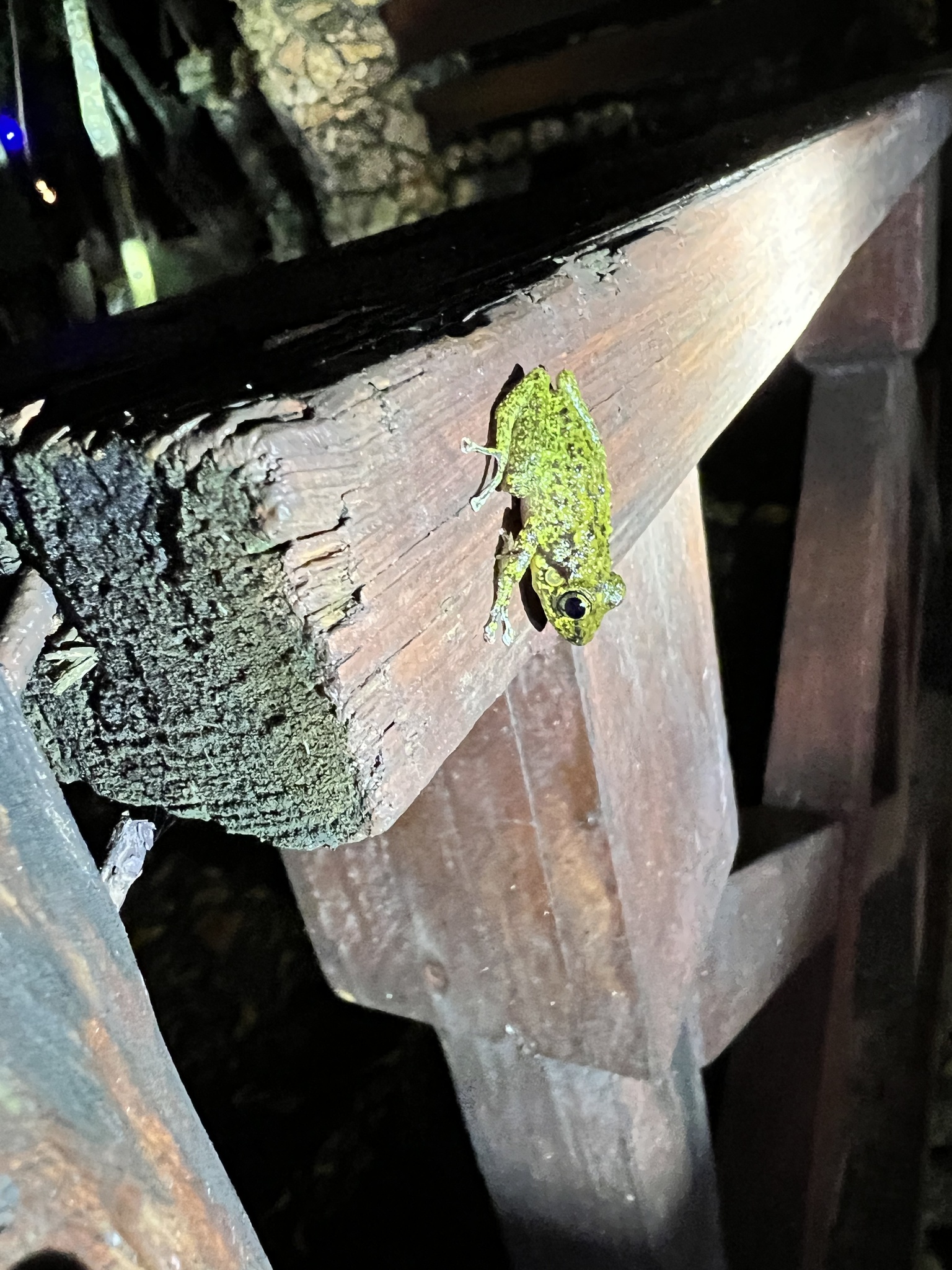 Yellow Split-Toed Frog photograph